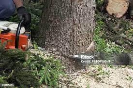 Pest Control for Lawns in Ampere North, NJ