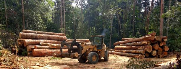 Professional Tree Care in Ampere North, NJ