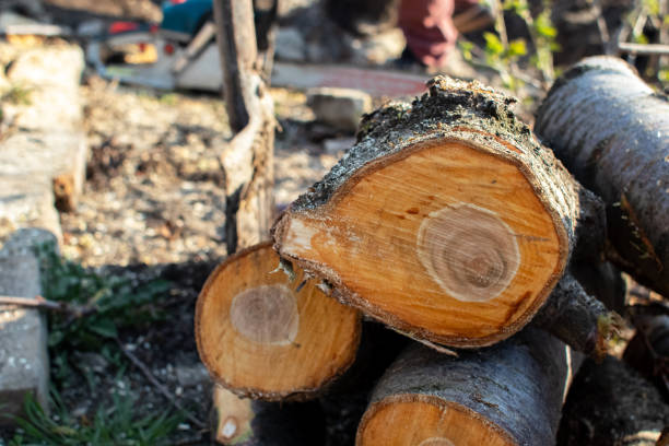How Our Tree Care Process Works  in  Ampere North, NJ